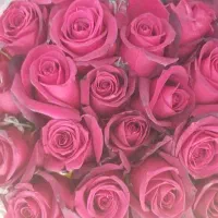 پخش گل از گلخانه(پخش گل سید)|گل و گیاه طبیعی|ری, بازار گل خاوران|دیوار