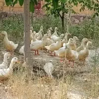 اردک