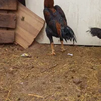 مرغ وخروس لاری