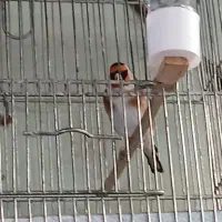 سهره نر ۲ عدد