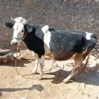 گاو و گوساله هلشتاین|حیوانات مزرعه|گوآور, |دیوار