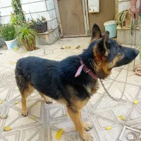 سگ نگهبانی|سگ|آرادان, |دیوار