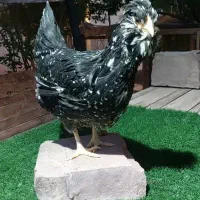 جوجه گلین گردن لخت چهل تاج و ریشو مشکی خال سوزنی|حیوانات مزرعه|خمینی‌شهر, |دیوار