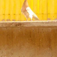 کبوتر  کله ماده     سار نر