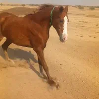 شوش|اسب و تجهیزات اسبسواری|شوش, |دیوار