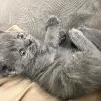 گربه بریتیش اسکاتیش