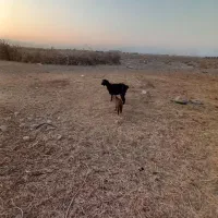 دوتابز کهره پافروشی