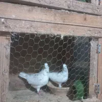 کبوتر جفتی|پرنده|سنگر, |دیوار