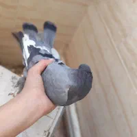 سلام کبوتر خوب وسالم