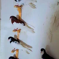 شهری سیاه و  یال سرخ و یال سیاه