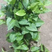 گل و گیاه فروشی و خدمات باغبانی|گل و گیاه طبیعی|بندرعباس, |دیوار