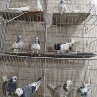 کفتر بار جدید تهران کاشان قم ساوه