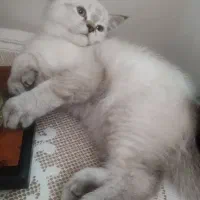 بچه گربه ۸۰روزه اسکاتیش بریتیش ماده