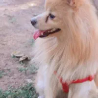 سگ پامر خرسی و روباهی معاوضه با توله ژرمن نر