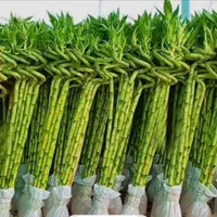 بامبو تایلندی درجه یک پر جوانه ۱۰۰ سانتی و ۱۲۰|گل و گیاه طبیعی|تهران, عبدل‌آباد|دیوار