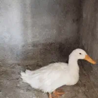 اردک