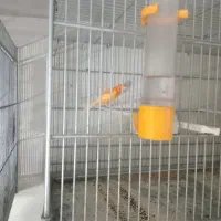 قنارینر|پرنده|سهند, |دیوار