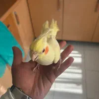 عروس هلندی|پرنده|بومهن, |دیوار