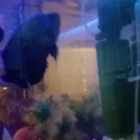 آکواریوم با لوازم|ماهی|مشهد, توس (بلوار توس)|دیوار