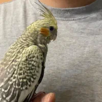 عردس هلندی گم شده