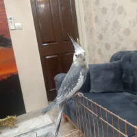 عروس هلندی مولد