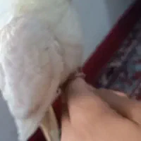 عروسه هلندی دستی نر|پرنده|هندیجان, |دیوار