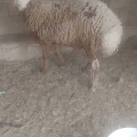 بره|حیوانات مزرعه|قشم, |دیوار