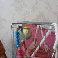 کوتوله برزیلی|پرنده|مهاجران, |دیوار