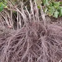 نهال انگور بیدانه سفید|خدمات باغبانی و درختکاری|خرمدشت, |دیوار