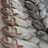 بازار اقیانوس (مرغ ، ماهی ، گوشت )