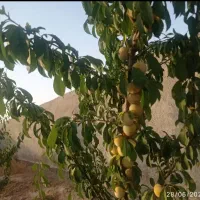 500متر-باغ-روستای-عارفی-سرچشمه-ارزنده