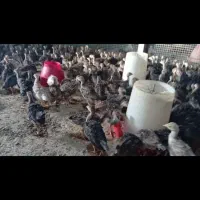 جوجه بوقلمون برنز