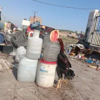 جوجه لاری|حیوانات مزرعه|مینودشت, |دیوار