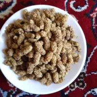 کشته توت