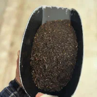 چای شکسته یک 1404