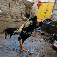 خروس لاری صابونی