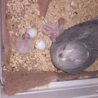 عروس هلندی جفت خورده مولد واقعی|پرنده|اسلامشهر, مظفریه|دیوار