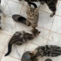 واگذاری سه عدد بچه گربه دو ماهه|گربه|یزد, |دیوار