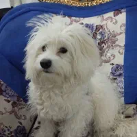 سگ شیتزو|سگ|قم, نیروگاه|دیوار