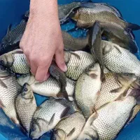 بچه ماهی کپور مجارستانی