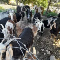 بز ها پاک و جوان داشتی