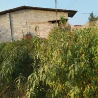 فروش ویژه عمده و تکی نهال شلیل حسن پوری زودرس