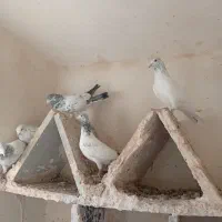 پنج عدد کبوتر فروشی|پرنده|میناب, |دیوار