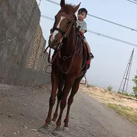 اسب نریان ۳ ساله|اسب و تجهیزات اسبسواری|مشهد, رباط طرق|دیوار