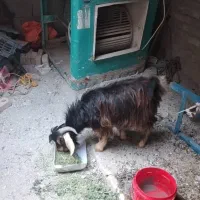 بز  نربز|حیوانات مزرعه|سراوان, |دیوار