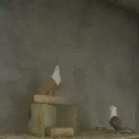 پنج جفت کله سفید زرد بدون کاکلی وکاکلی|پرنده|سبزوار, قلعهنو دهزار|دیوار