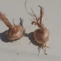 پیاز زعفران درجه ۱