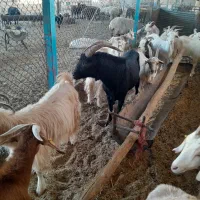 نر بز مورسیا