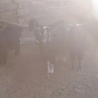 فروش ۶راس بز گله گیر