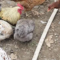 مرغ محلی|حیوانات مزرعه|رشت, لاکان شهر|دیوار